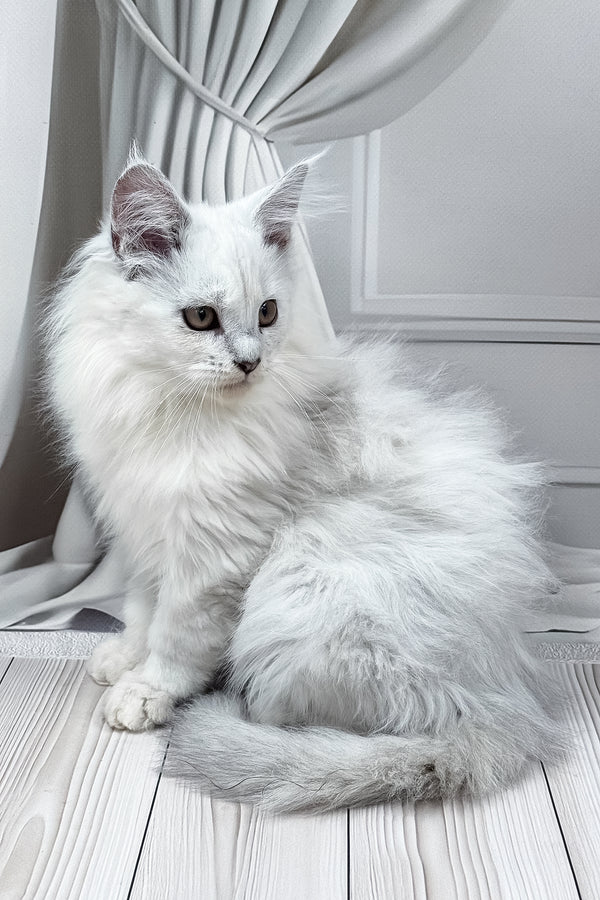 Ambasador | Polydactyl Maine Coon Kitten