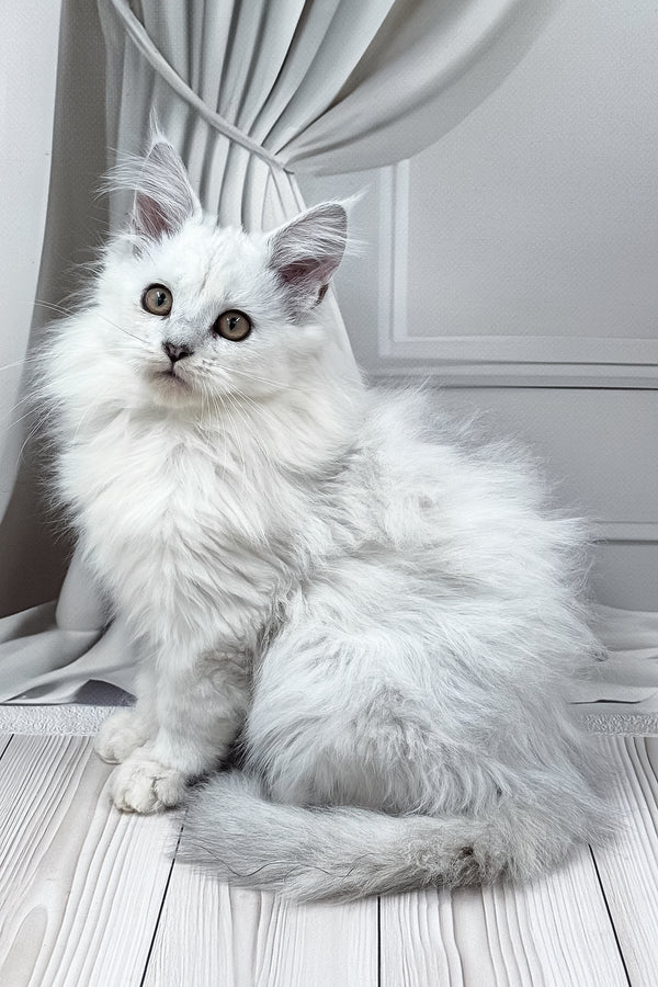 Ambasador | Polydactyl Maine Coon Kitten