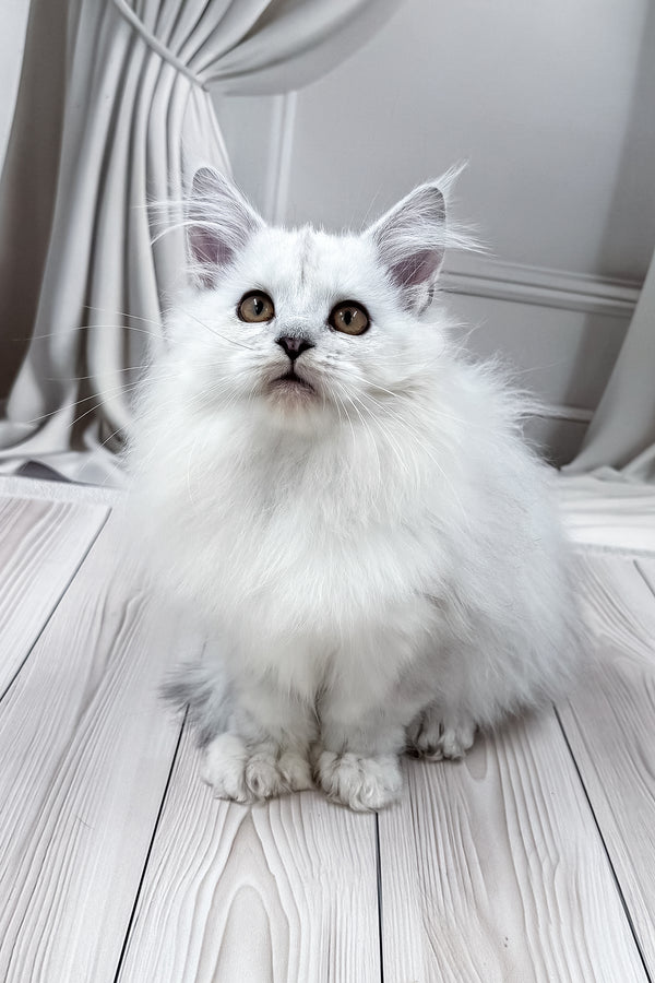 Ambasador | Polydactyl Maine Coon Kitten