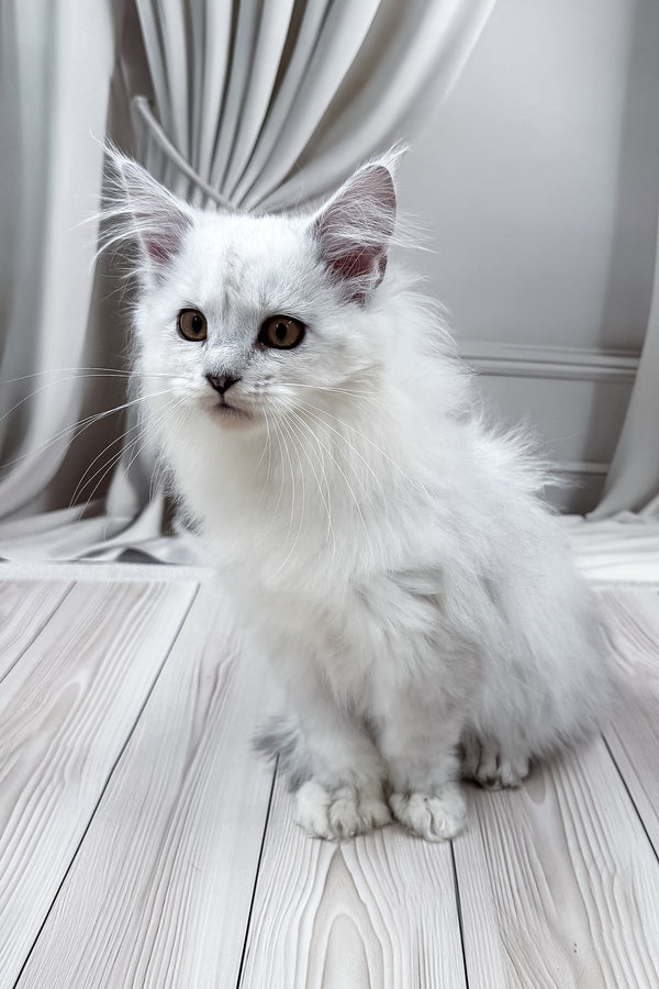 Ambasador | Polydactyl Maine Coon Kitten