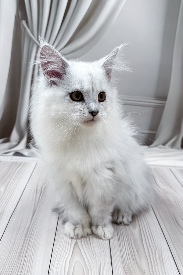 Ambasador | Polydactyl Maine Coon Kitten