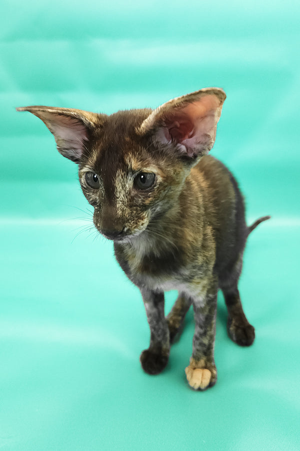 Aurora | Oriental Shorthair Kitten