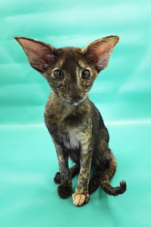 Aurora | Oriental Shorthair Kitten