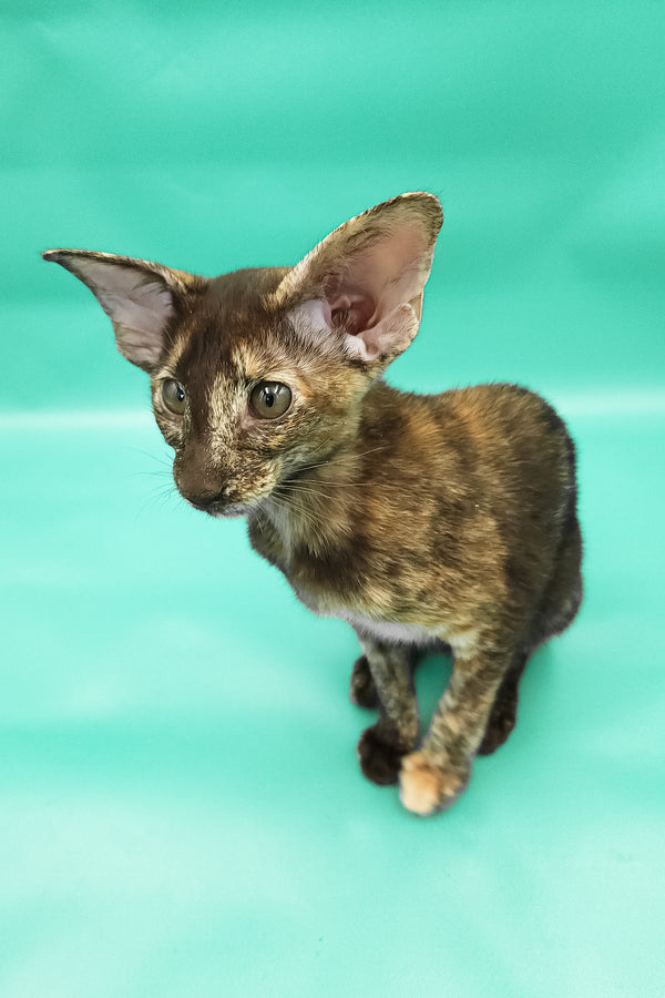 Aurora | Oriental Shorthair Kitten