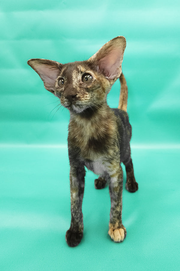 Aurora | Oriental Shorthair Kitten