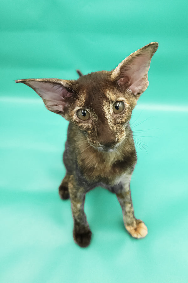 Aurora | Oriental Shorthair Kitten