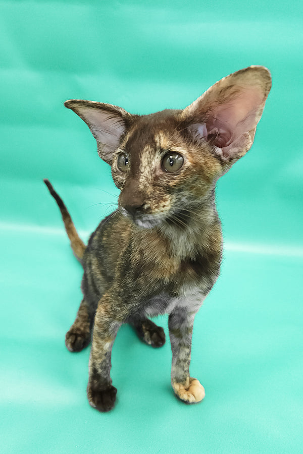 Aurora | Oriental Shorthair Kitten