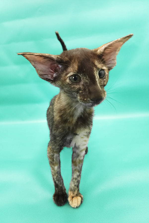 Aurora | Oriental Shorthair Kitten