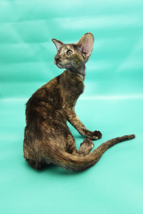 Aurora | Oriental Shorthair Kitten