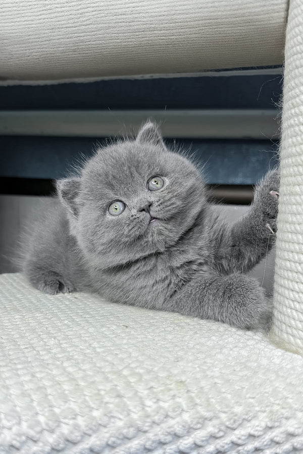 Baby | British Shorthair Kitten