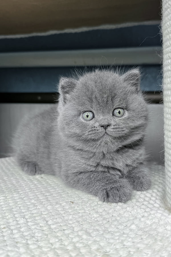 Baby | British Shorthair Kitten