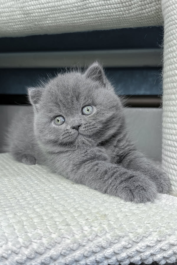 Baby | British Shorthair Kitten