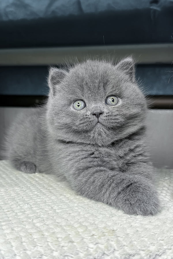 Baby | British Shorthair Kitten