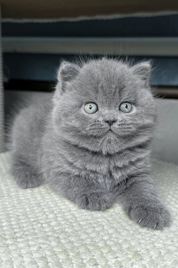 Baby | British Shorthair Kitten