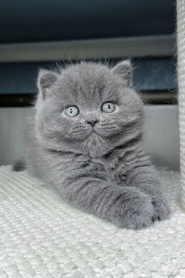 Baby | British Shorthair Kitten
