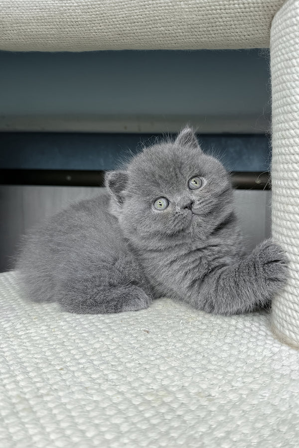 Baby | British Shorthair Kitten