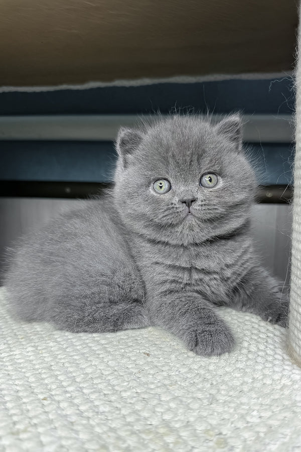 Baby | British Shorthair Kitten