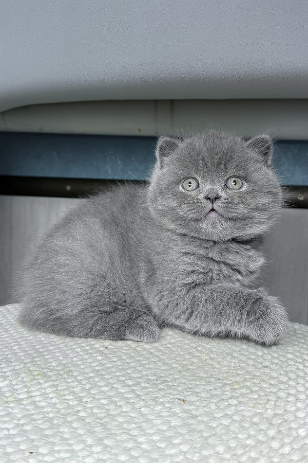 Baby | British Shorthair Kitten