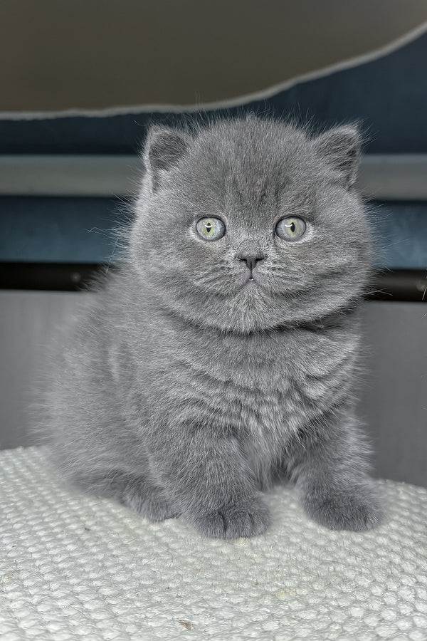 Baby | British Shorthair Kitten