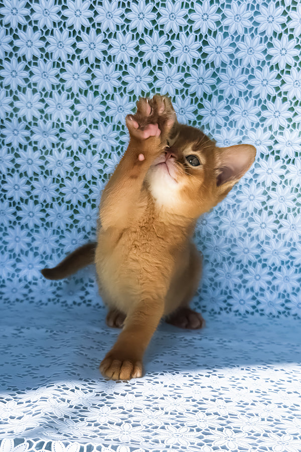 Baks | Abyssinian Kitten