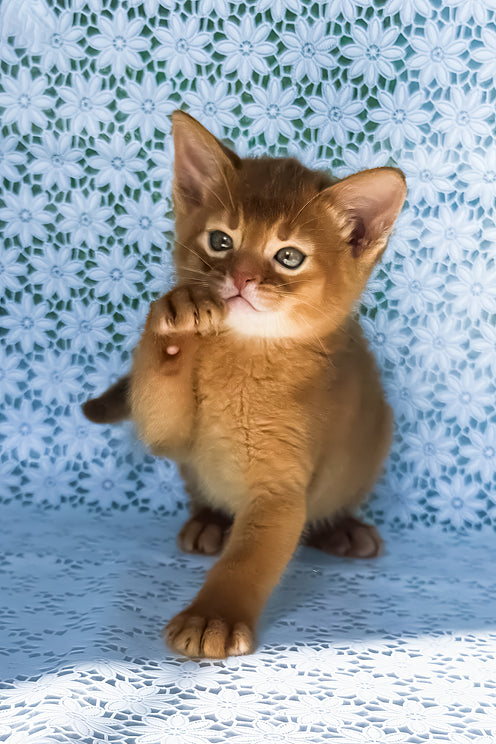 Baks | Abyssinian Kitten