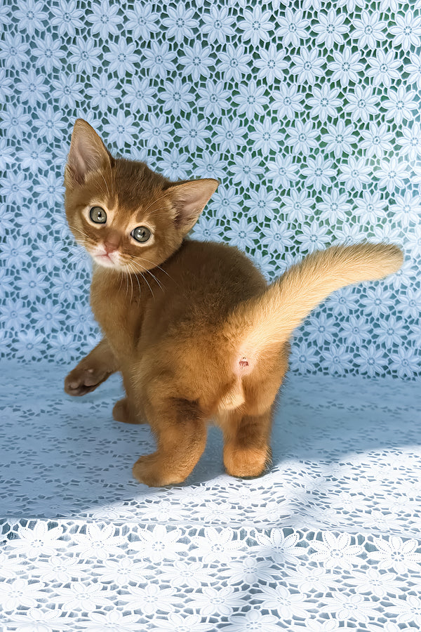 Baks | Abyssinian Kitten