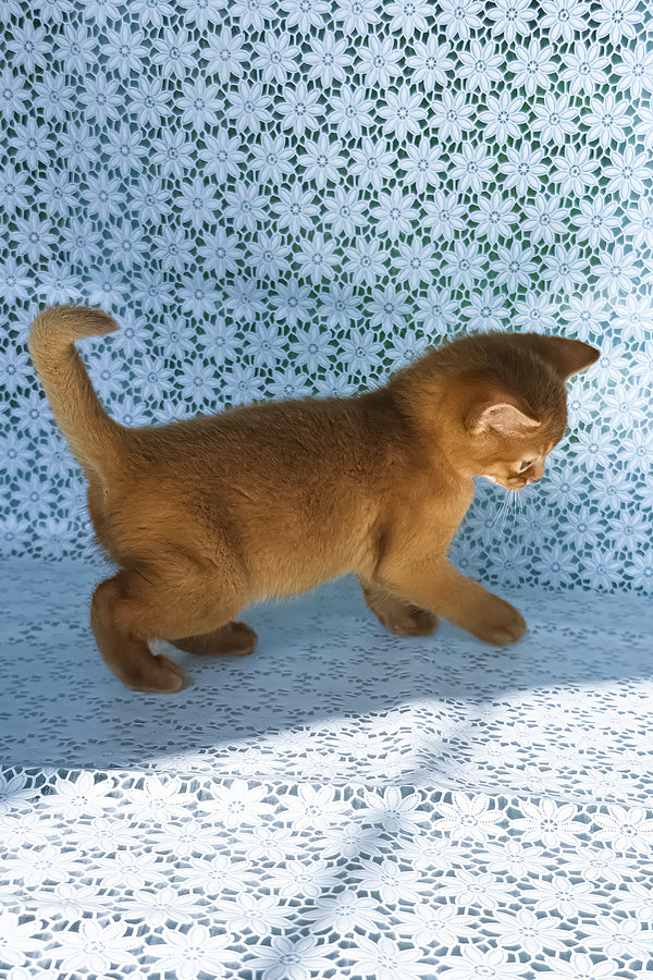 Baks | Abyssinian Kitten