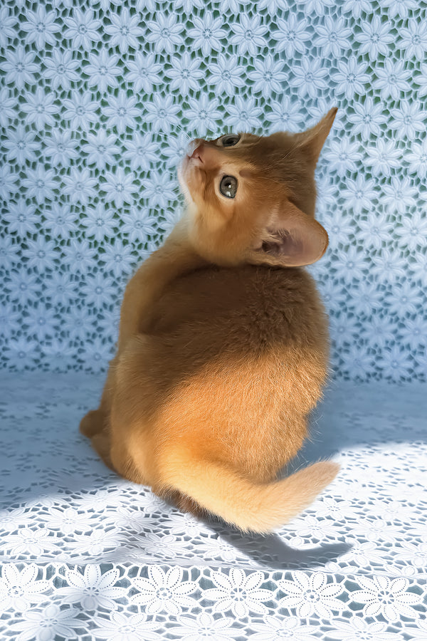 Baks | Abyssinian Kitten