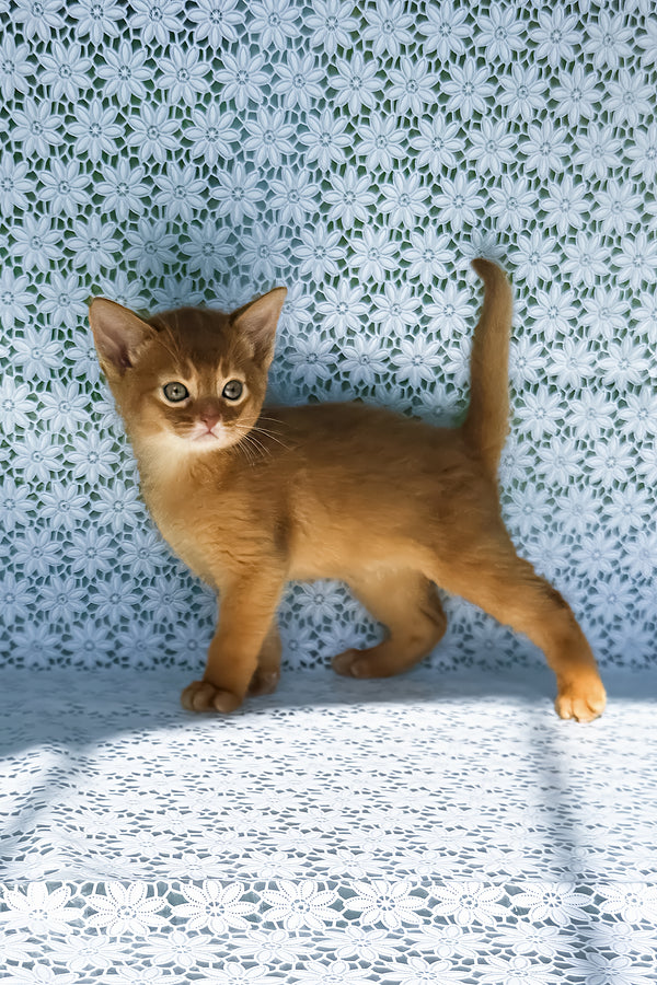 Baks | Abyssinian Kitten