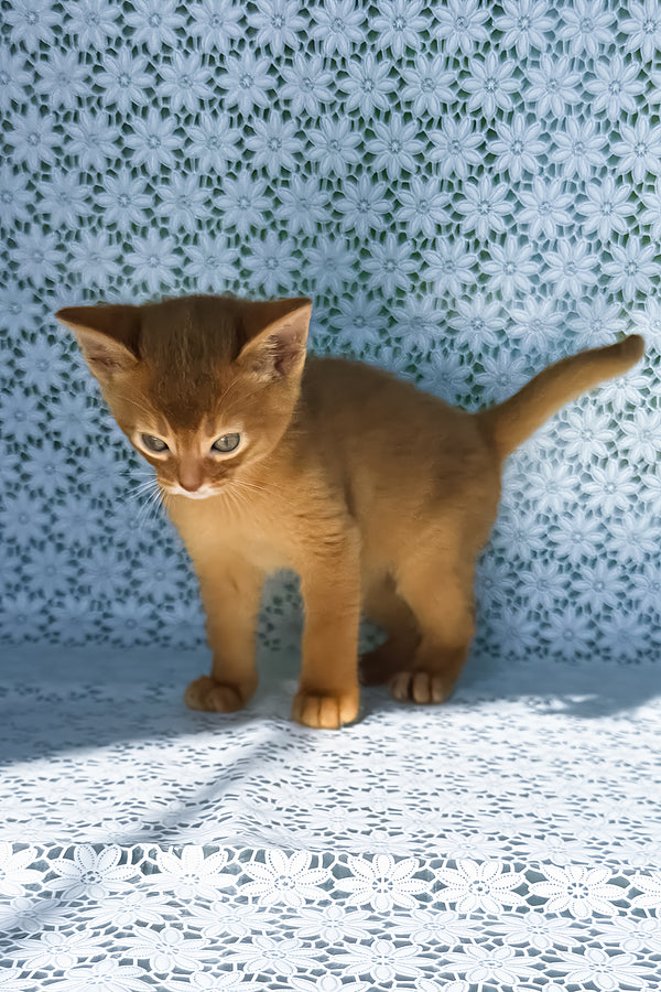 Baks | Abyssinian Kitten