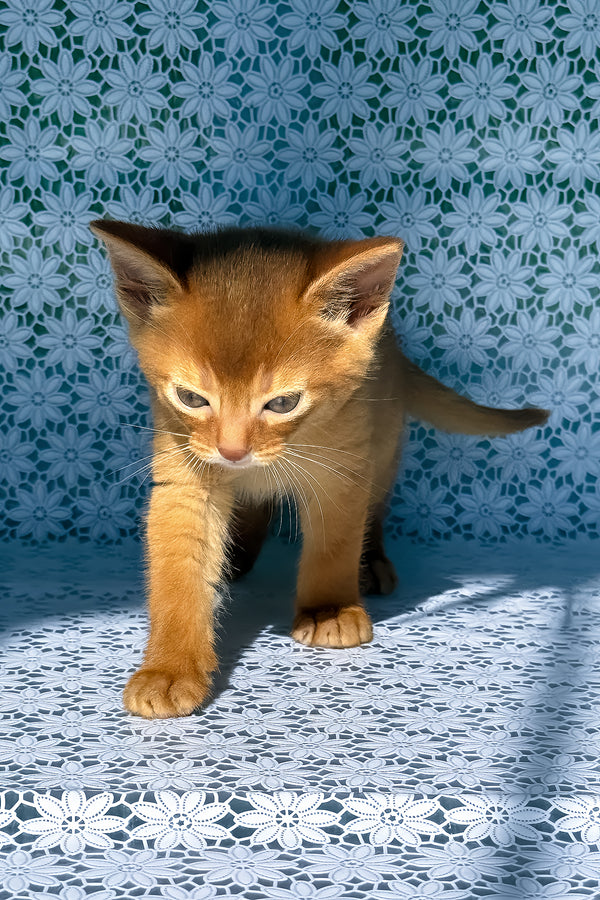 Baks | Abyssinian Kitten