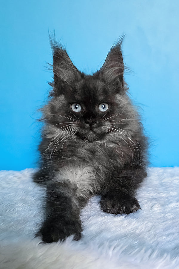 Beatrice | Maine Coon Kitten