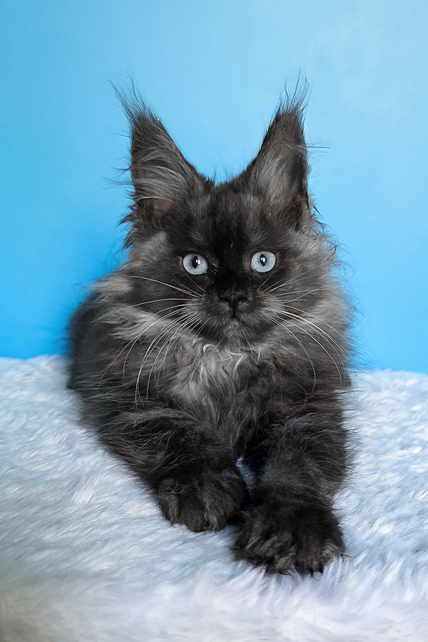 Beatrice | Maine Coon Kitten