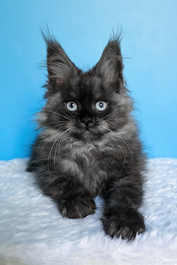 Beatrice | Maine Coon Kitten