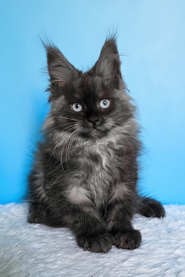 Beatrice | Maine Coon Kitten
