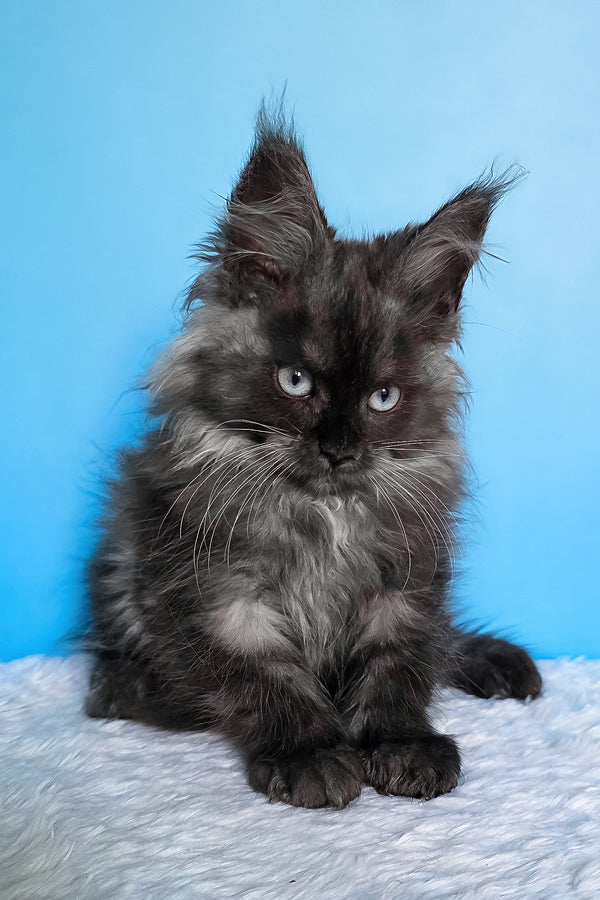 Beatrice | Maine Coon Kitten