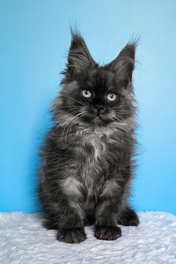 Beatrice | Maine Coon Kitten