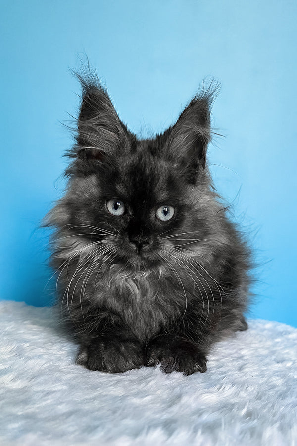 Beatrice | Maine Coon Kitten