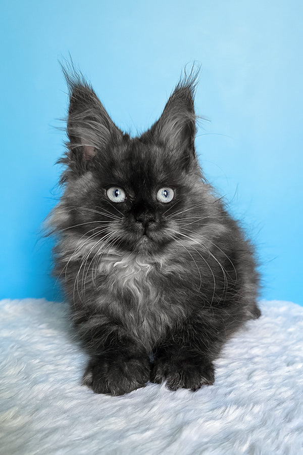 Beatrice | Maine Coon Kitten