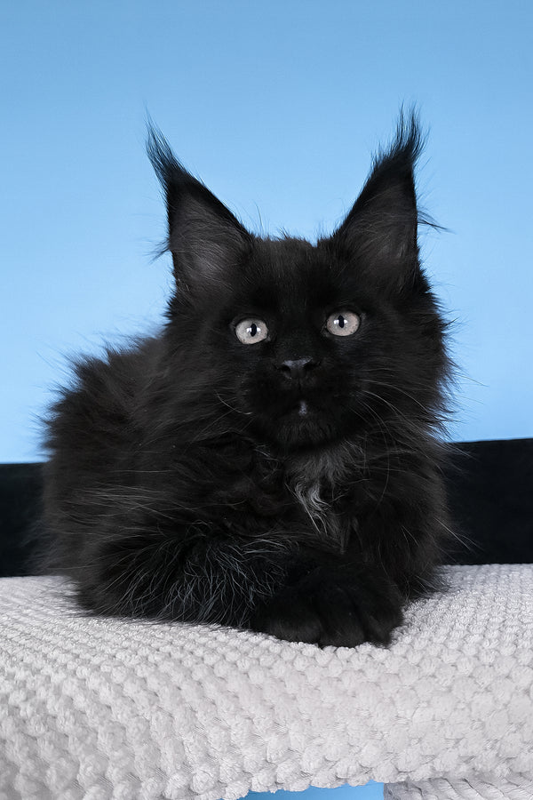Baron | Polydactyl Maine Coon Kitten