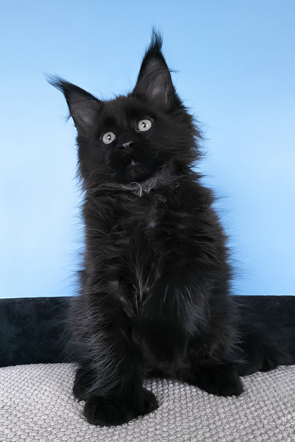 Baron | Polydactyl Maine Coon Kitten