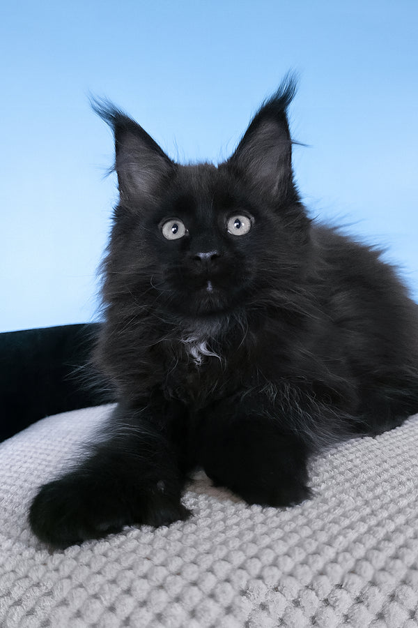 Baron | Polydactyl Maine Coon Kitten