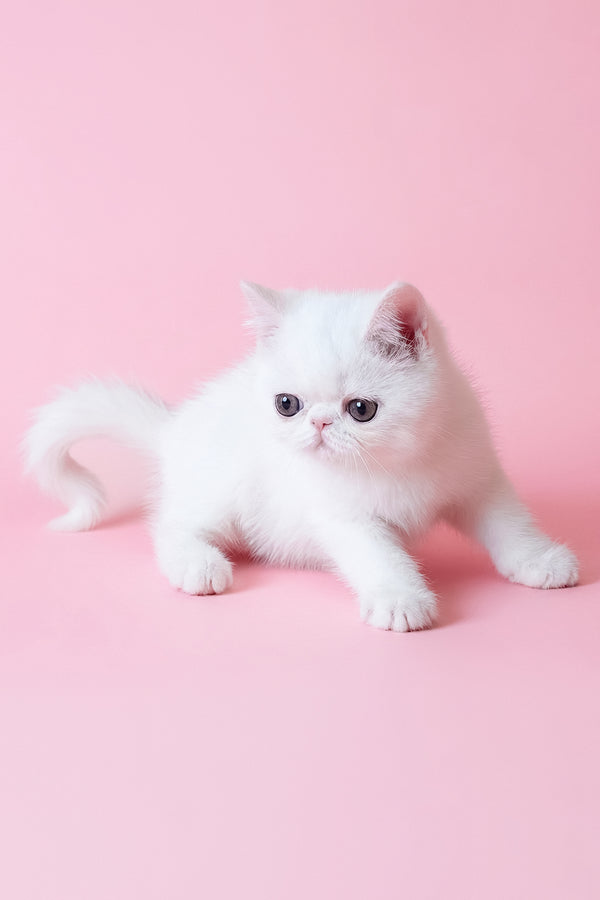 Bianca | Exotic Shorthair Kitten