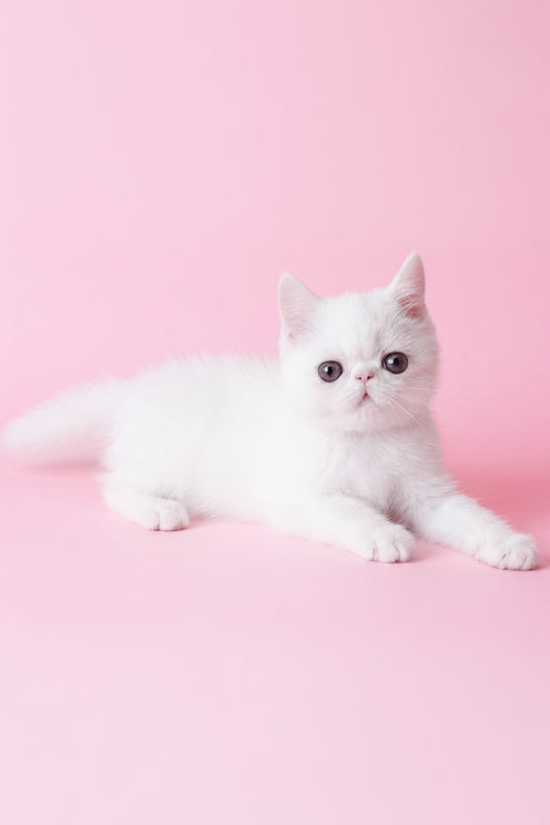 Bianca | Exotic Shorthair Kitten