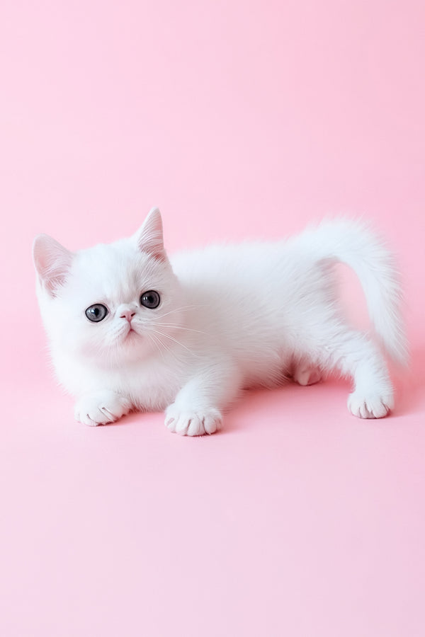 Bianca | Exotic Shorthair Kitten