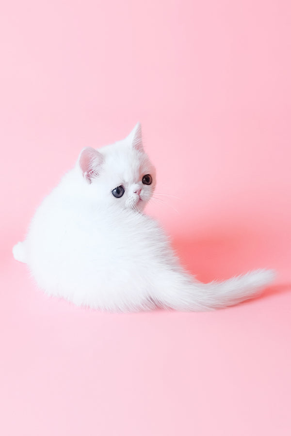 Bianca | Exotic Shorthair Kitten