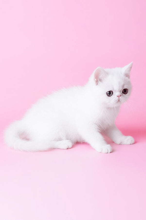 Bianca | Exotic Shorthair Kitten