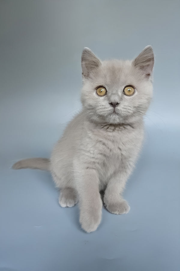 Bill | British Shorthair Kitten