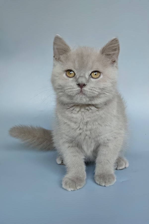 Bill | British Shorthair Kitten