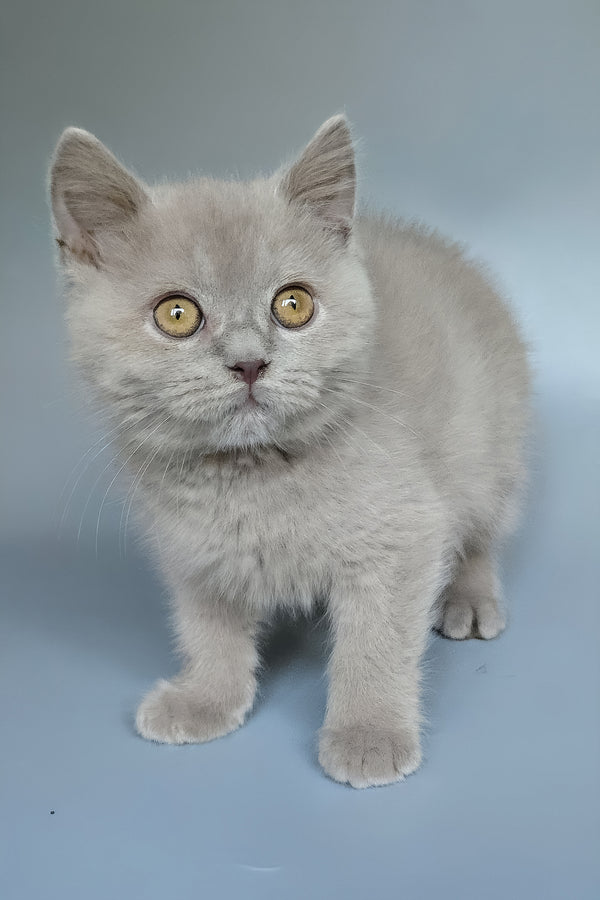 Bill | British Shorthair Kitten
